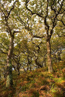 Lawrenny Wood